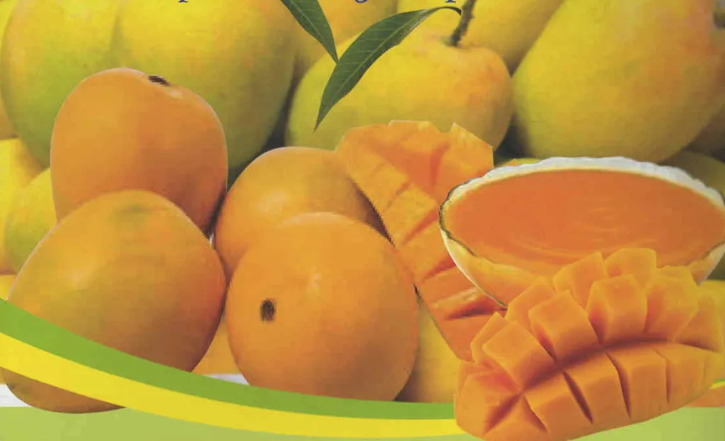 Фотография продукта Предлагаем концентрат пюре манго Индия.